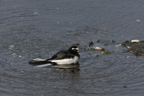 2019/10月 SIGMA150-600C+D500 600mm F8 ss1/1250 ISO560