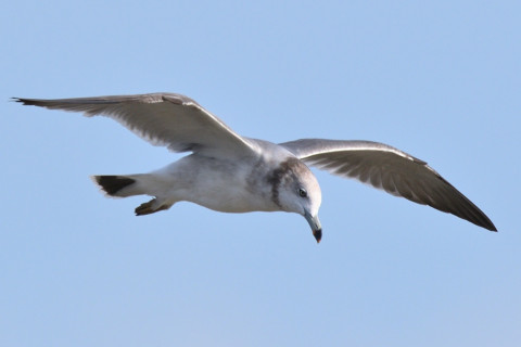 0.5倍トリミング 2019/10月 SIGMA150-600C+D500 600mm F8 ss1/800 ISO160 AF-C オート