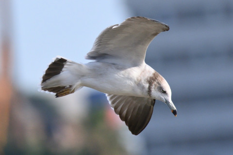 0.5倍トリミング 2019/10月 SIGMA150-600C+D500 600mm F8 ss1/800 ISO220 AF-C オート