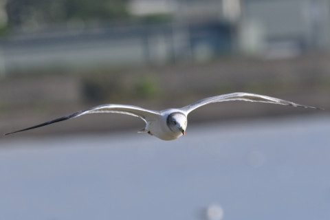 約0.29倍トリミング 2019/10月 SIGMA150-600C+D500 600mm F8 ss1/800 ISO320 AF-C オート