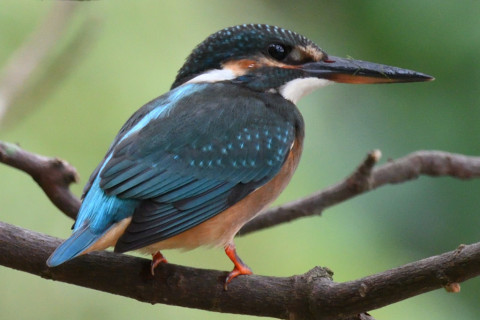 約0.6倍トリミング 2019/10月 SIGMA150-600C+D500 600mm F8 ss1/100 ISO1000