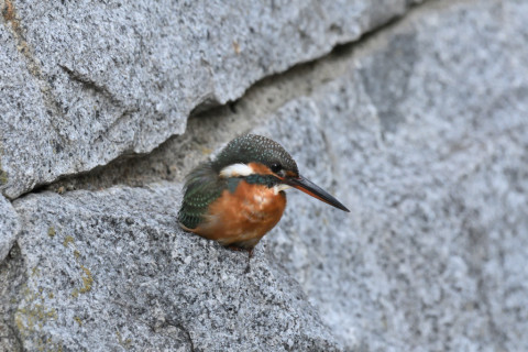 2019/10月 SIGMA150-600C+D500 600mm F8 ss1/500 ISO3200