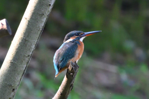 0.5倍トリミング 2019/10月 SIGMA150-600C+D500 600mm F8 ss1/400 ISO3200