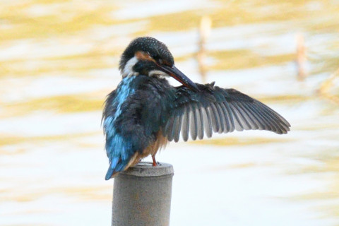 約0.67倍トリミング 2019/10月 SIGMA150-600C+D500 600mm F8 ss1/1250 ISO2000 AF-C シングル