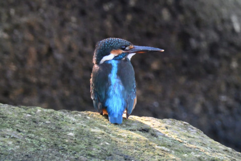 約0.67倍トリミング 2019/10月 SIGMA150-600C+D500 600mm F8 ss1/160 ISO1600 AF-C シングル