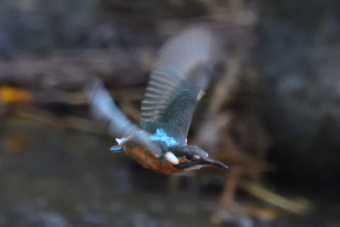 0.5倍トリミング 2019/10月 SIGMA150-600C+D500 600mm F6.3 ss1/500 ISO4000 AF-C シングル