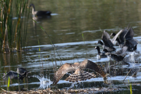 0.4倍トリミング 2019/11月 SIGMA150-600C+D500 600mm F8 ss1/2000 ISO1250 AF-C シングル