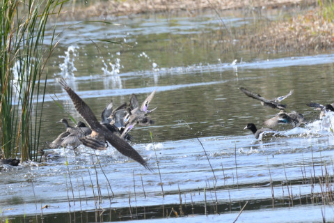 約0.29倍トリミング 2019/11月 SIGMA150-600C+D500 600mm F8 ss1/2000 ISO1600 AF-C シングル