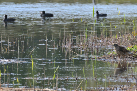 約0.33倍トリミング 2019/11月 SIGMA150-600C+D500 600mm F8 ss1/2000 ISO1400 AF-C シングル