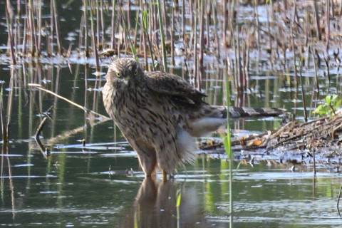 トリミング 2019/11月 SIGMA150-600C+D500 600mm F8 ss1/1250 ISO1250 AF-C シングル