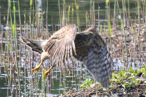 トリミング 2019/11月 SIGMA150-600C+D500 600mm F8 ss1/1250 ISO1100 AF-C シングル