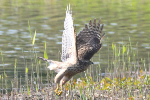 約0.67倍トリミング 2019/11月 SIGMA150-600C+D500 600mm F8 ss1/1250 ISO1100 AF-C シングル 