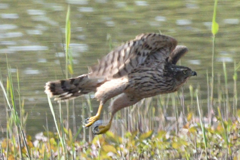 トリミング 2019/11月 SIGMA150-600C+D500 600mm F8 ss1/1250 ISO1000 AF-C シングル