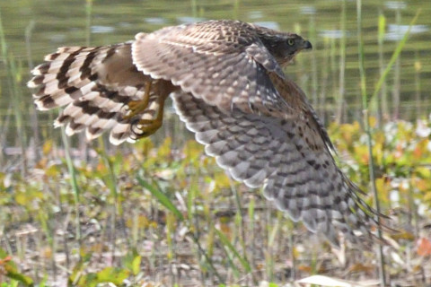 トリミング 2019/11月 SIGMA150-600C+D500 600mm F8 ss1/1250 ISO900 AF-C シングル