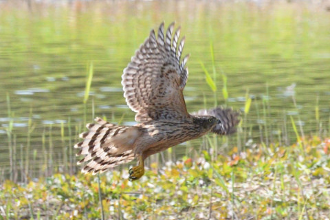 約0.67倍トリミング 2019/11月 SIGMA150-600C+D500 600mm F8 ss1/1250 ISO900 AF-C シングル