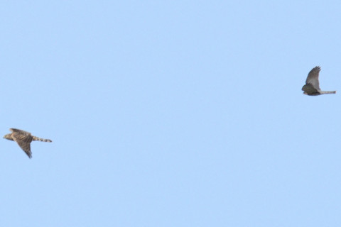 約0.67倍トリミング 2019/11月 SIGMA150-600C+D500 600mm F8 ss1/1600 ISO220 AF-C シングル