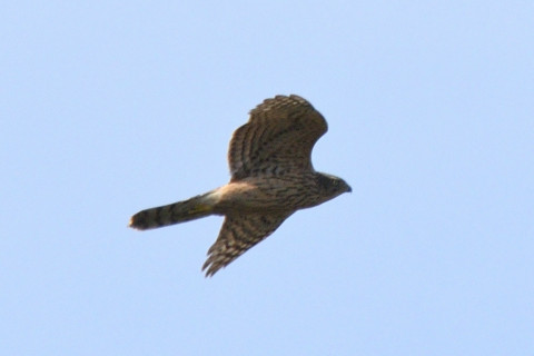 トリミング 2019/11月 SIGMA150-600C+D500 600mm F8 ss1/1600 ISO200 AF-C シングル