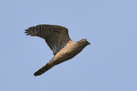 トリミング 2019/11月 SIGMA150-600C+D500 600mm F8 ss1/1600 ISO220 AF-C シングル