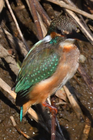 トリミング 2019/11月 SIGMA150-600C+D500 600mm F8 ss1/1600 ISO1000