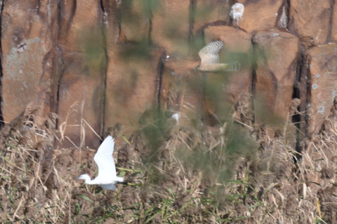 0.4倍トリミング 2019/11月 SIGMA150-600C+D500 600mm F8 ss1/1250 ISO720 AF-C シングル