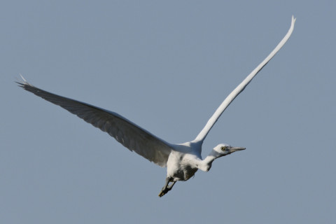 約0.33倍トリミング 2019/11月 SIGMA150-600C+D500 600mm F8 ss1/1600 ISO220 AF-C シングル