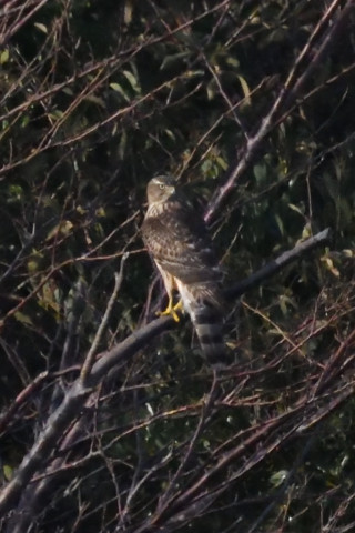 トリミング 2019/11月 SIGMA150-600C+D500 600mm F8 ss1/8000 ISO4000