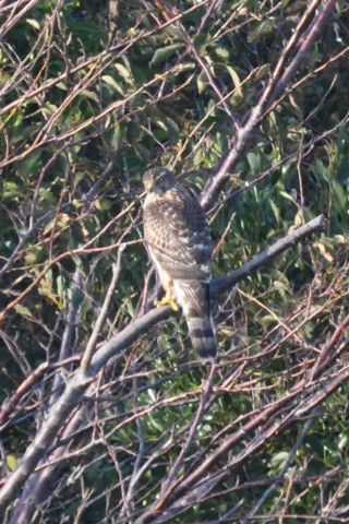 トリミング 2019/11月 SIGMA150-600C+D500 600mm F8 ss1/1000 ISO2500