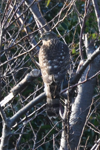 トリミング 2019/11月 SIGMA150-600C+D500 600mm F8 ss1/640 ISO1600