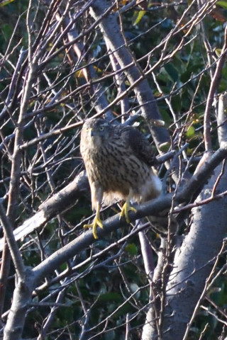 トリミング 2019/11月 SIGMA150-600C+D500 600mm F8 ss1/1000 ISO2800 AF-C シングル