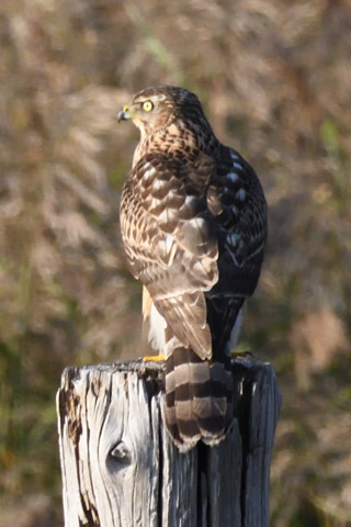 トリミング 2019/11月 SIGMA150-600C+D500 600mm F8 ss1/1250 ISO1600 AF-C シングル