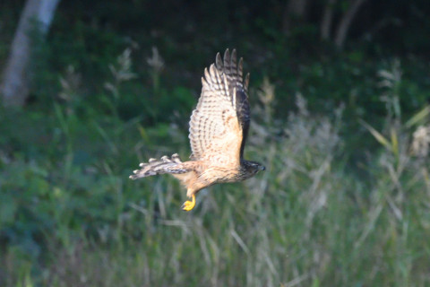 0.4倍トリミング 2019/11月 SIGMA150-600C+D500 600mm F8 ss1/1250 ISO2000 AF-C シングル