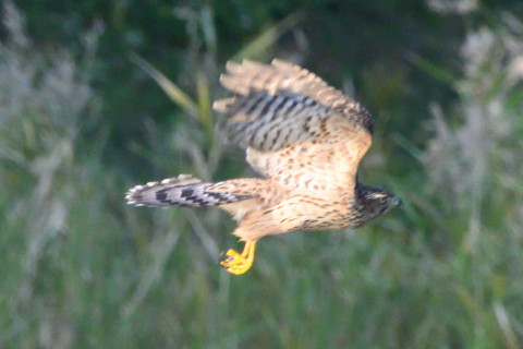 約0.67倍トリミング 2019/11月 SIGMA150-600C+D500 600mm F8 ss1/1250 ISO2200 AF-C シングル