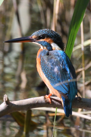 約0.67倍トリミング 2019/11月 SIGMA150-600C+D500 600mm F8 ss1/1000 ISO1400