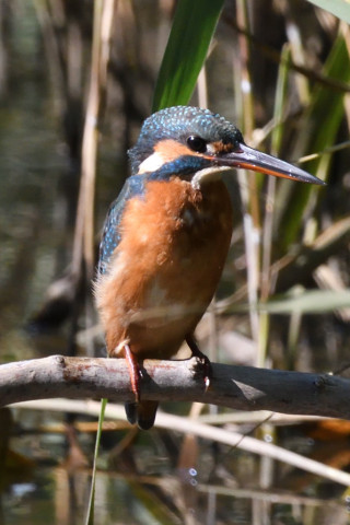 約0.67倍トリミング 2019/11月 SIGMA150-600C+D500 600mm F8 ss1/1250 ISO1800