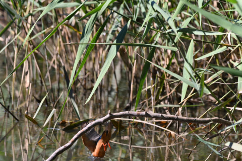 2019/11月 SIGMA150-600C+D500 600mm F8 ss1/1600 ISO2200 AF-C 25点