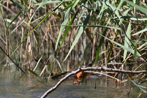 2019/11月 SIGMA150-600C+D500 600mm F8 ss1/1600 ISO2200 AF-C 25点