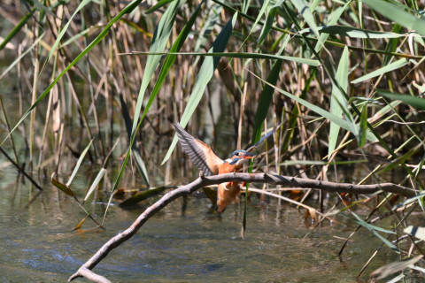 2019/11月 SIGMA150-600C+D500 600mm F8 ss1/1600 ISO2200 AF-C 25点