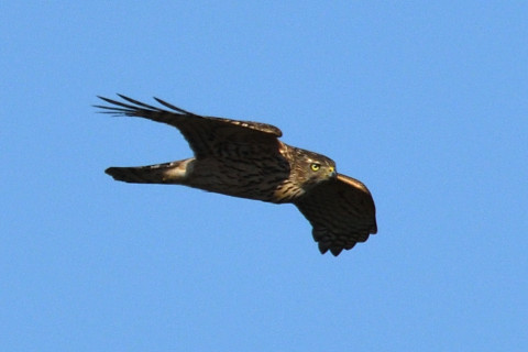 トリミング 2019/11月 SIGMA150-600C+D500 600mm F8 ss1/1600 ISO250 AF-C 25点