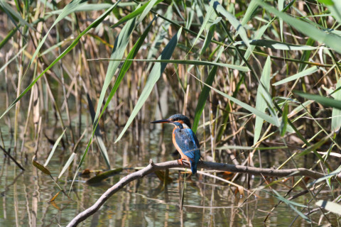 2019/11月 SIGMA150-600C+D500 600mm F8 ss1/1000 ISO1400