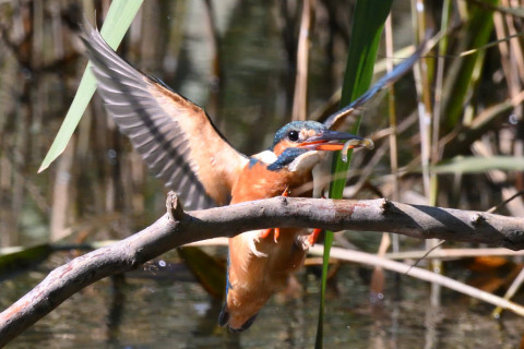 0.5倍トリミング 2019/11月 SIGMA150-600C+D500 600mm F8 ss1/1600 ISO2200 AF-C 25点 