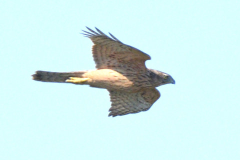 トリミング 2019/11月 SIGMA150-600C+D500 600mm F8 ss1/1600 ISO500 AF-C 25点