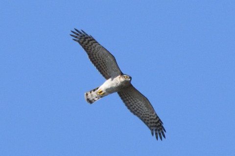 トリミング 2019/11月 SIGMA150-600C+D500 600mm F8 ss1/1600 ISO800 AF-C 25点