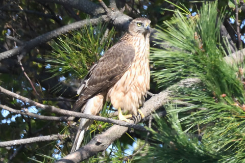 約0.67倍トリミング 2019/11月 SIGMA150-600C+D500 600mm F8 ss1/1600 ISO3600