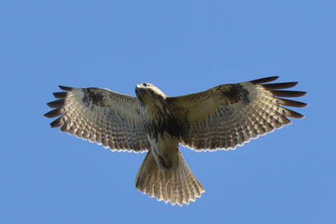 0.5倍トリミング 2019/11月 SIGMA150-600C+D500 600mm F8 ss1/1600 ISO1100 AF-C シングル