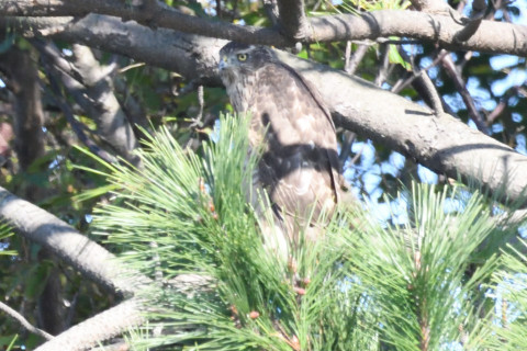 約0.67倍トリミング 2019/11月 SIGMA150-600C+D500 600mm F8 ss1/1250 ISO3200