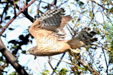 約0.67倍トリミング 2019/11月 SIGMA150-600C+D500 600mm F8 ss1/1250 ISO3200 AF-C シングル