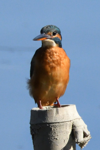 トリミング 2019/11月 SIGMA150-600C+D500 600mm F8 ss1/2000 ISO1600