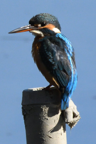 トリミング 2019/11月 SIGMA150-600C+D500 600mm F8 ss1/2000 ISO1600