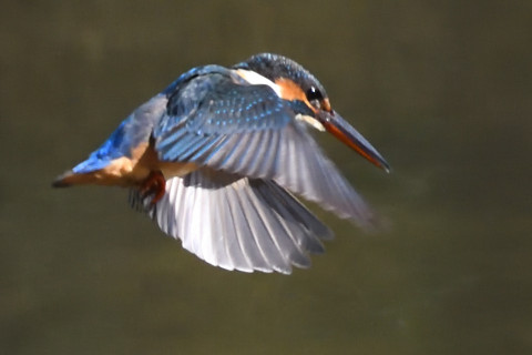 トリミング 2019/11月 SIGMA150-600C+D500 550mm F8 ss1/1250 ISO2200 AF-C シングル