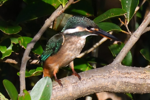 トリミング 2019/11月 SIGMA150-600C+D500 600mm F8 ss1/1250 ISO2500